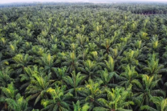 Isi-Pokok-SK-Kehutanan-No.-36-2025-dan-Dampaknya-terhadap-Perusahaan-Sawit