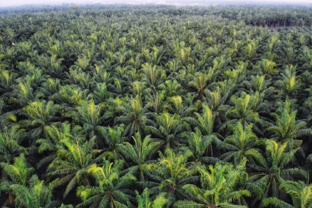 Isi-Pokok-SK-Kehutanan-No.-36-2025-dan-Dampaknya-terhadap-Perusahaan-Sawit