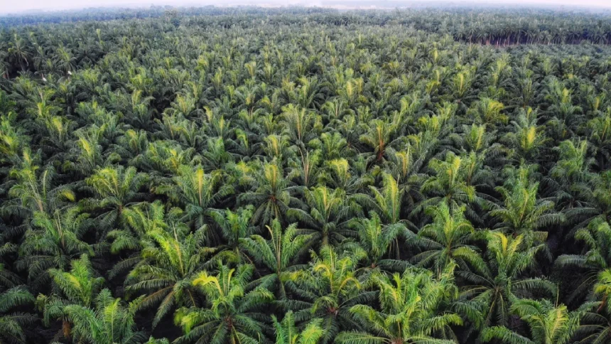 Isi-Pokok-SK-Kehutanan-No.-36-2025-dan-Dampaknya-terhadap-Perusahaan-Sawit